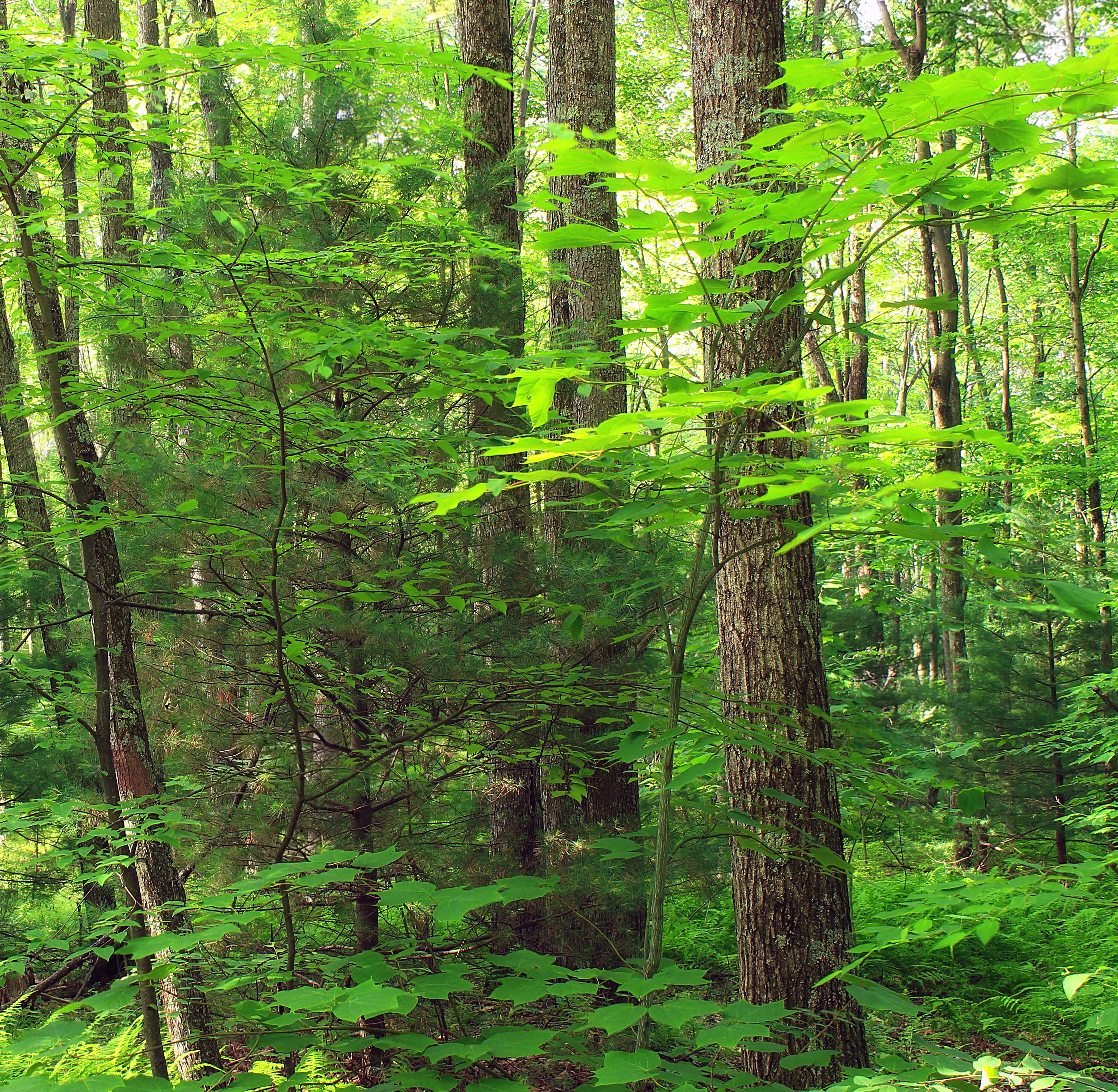 Хвойно лиственная тайга. Широколиственный лес зона. Елово широколиственный лес. Елово-широколиственные смешанные леса. Смешаныйшероколистный лес.