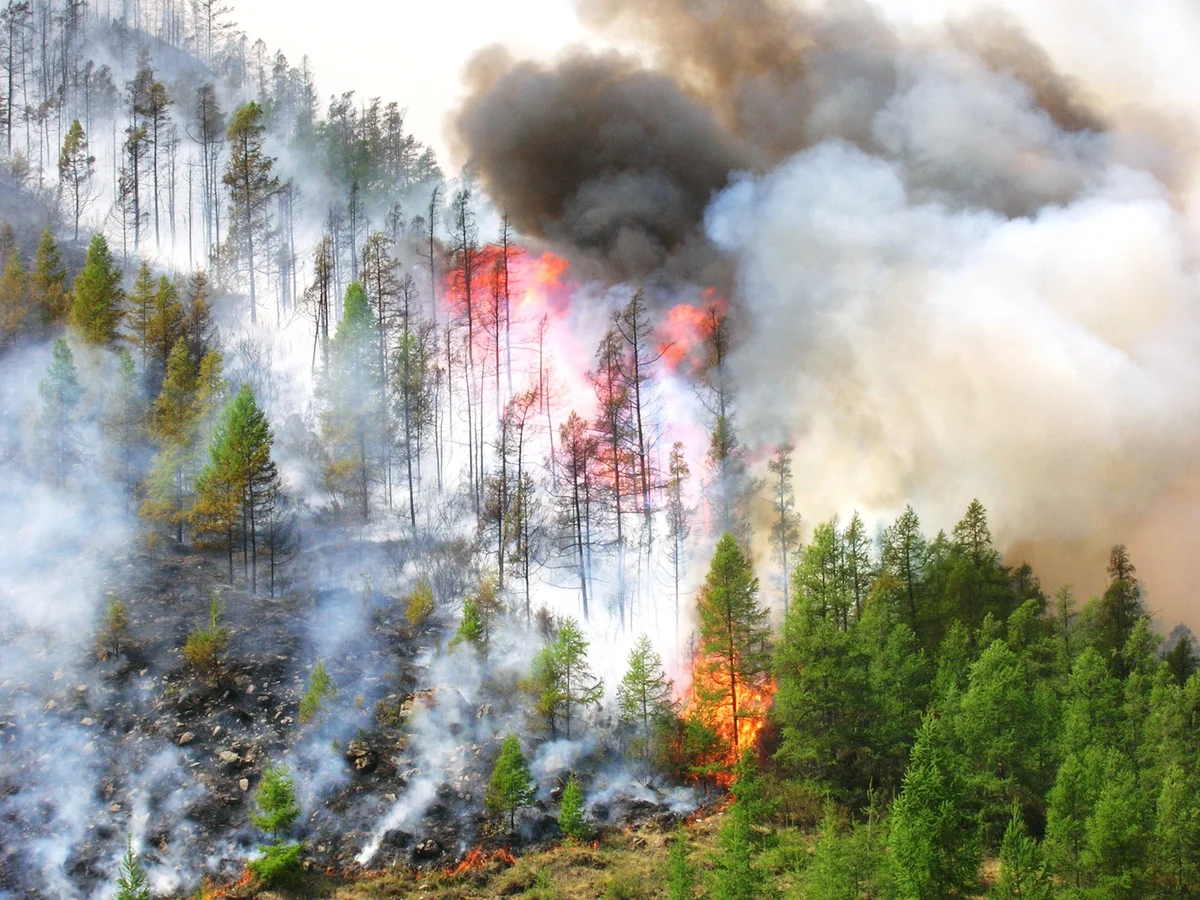 Лесные пожары видео. Пожар на природе. Пожар в лесу. Природные пожары. Горящий лес.