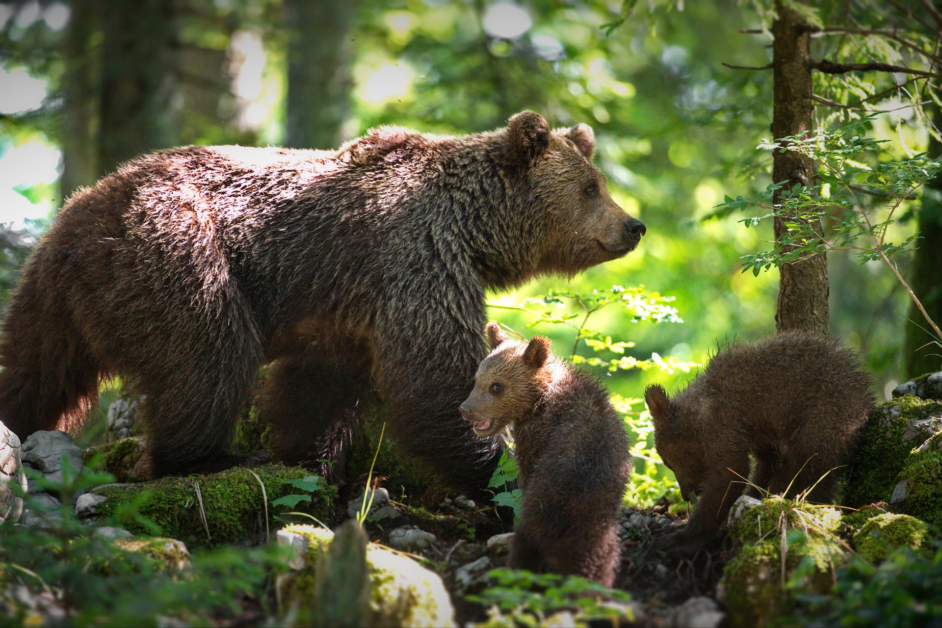 Собака вывела из леса медведей. Широколиственные леса бурый медведь. Бурый медведь в тайге России. Бурый медведь в тайге. Широколиственный лес животные бурый медведь.