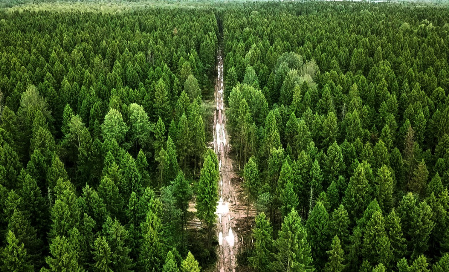 Хвойный лес Нижегородская область