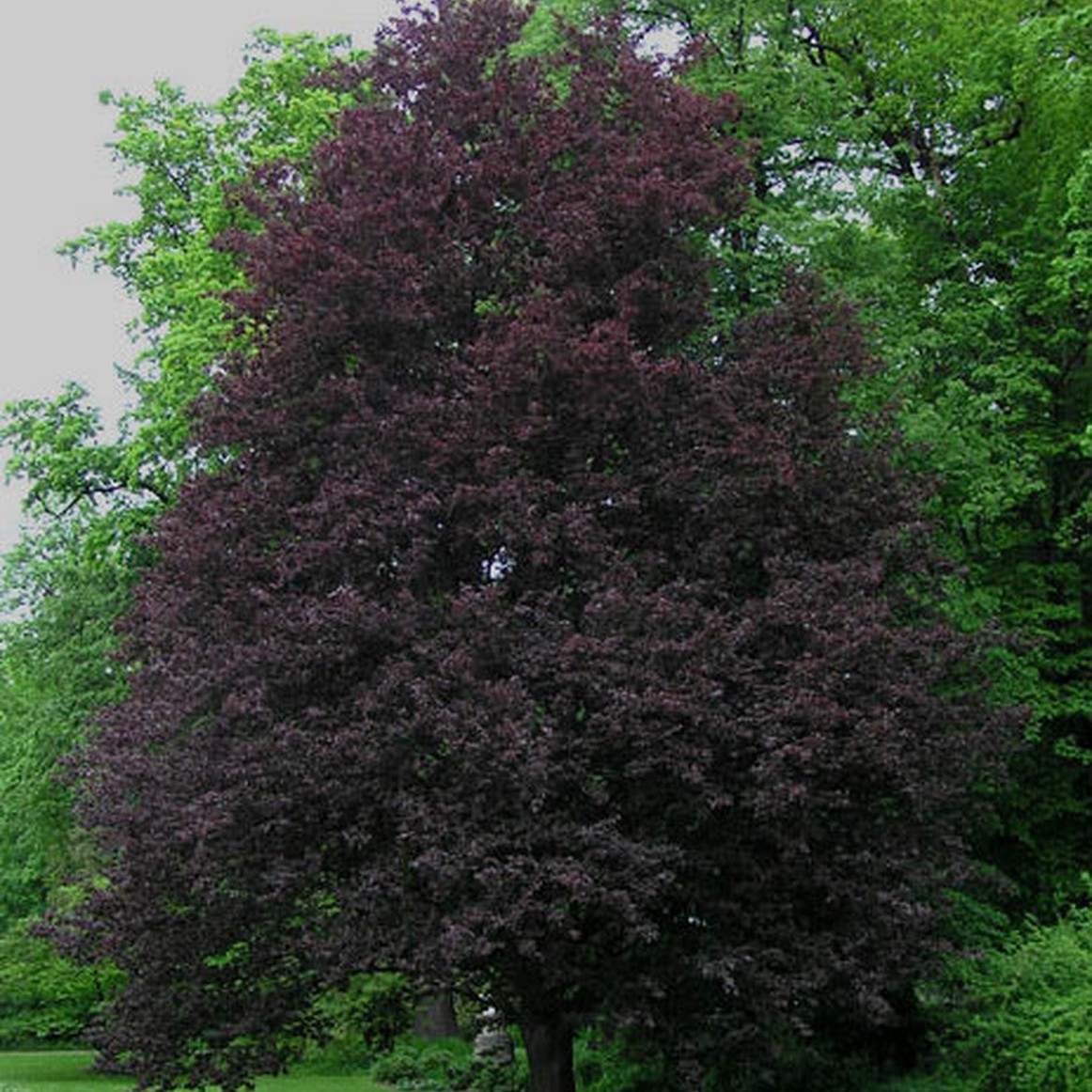 Fagus sylvatica дерево
