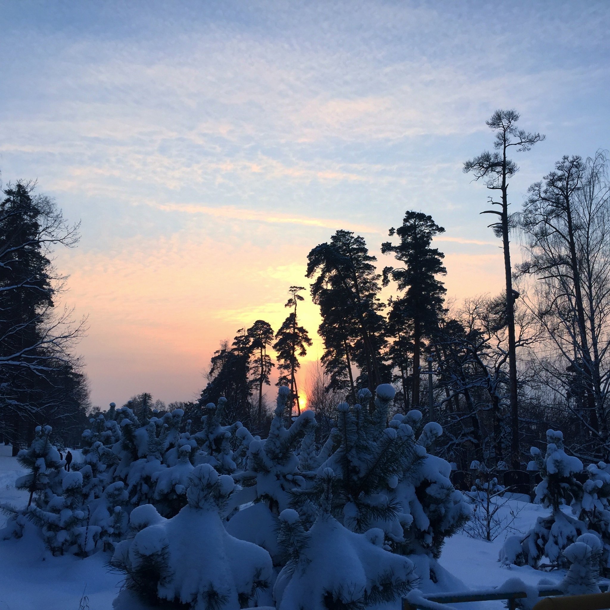 Зимний лес Солотча Рязань