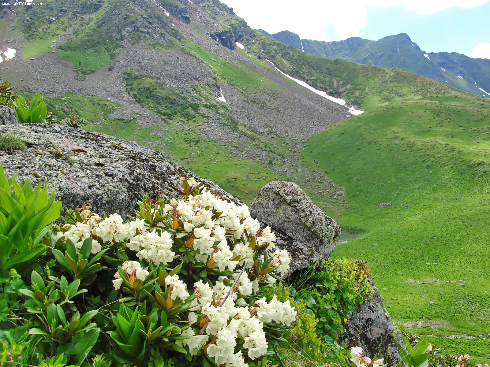 цветы растущие в горах
