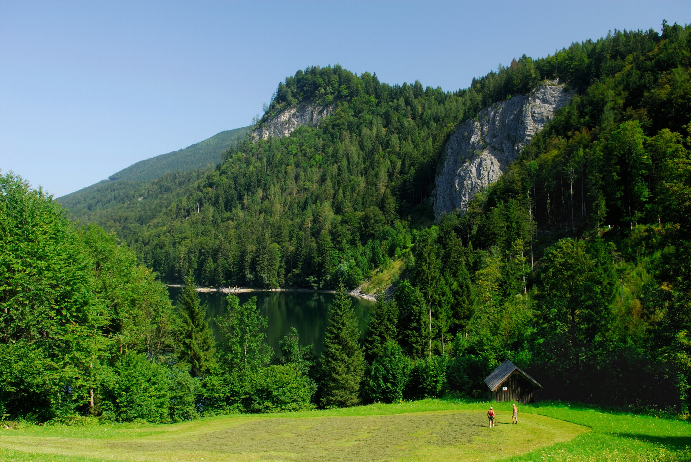 Лиственничный лес, Австрия