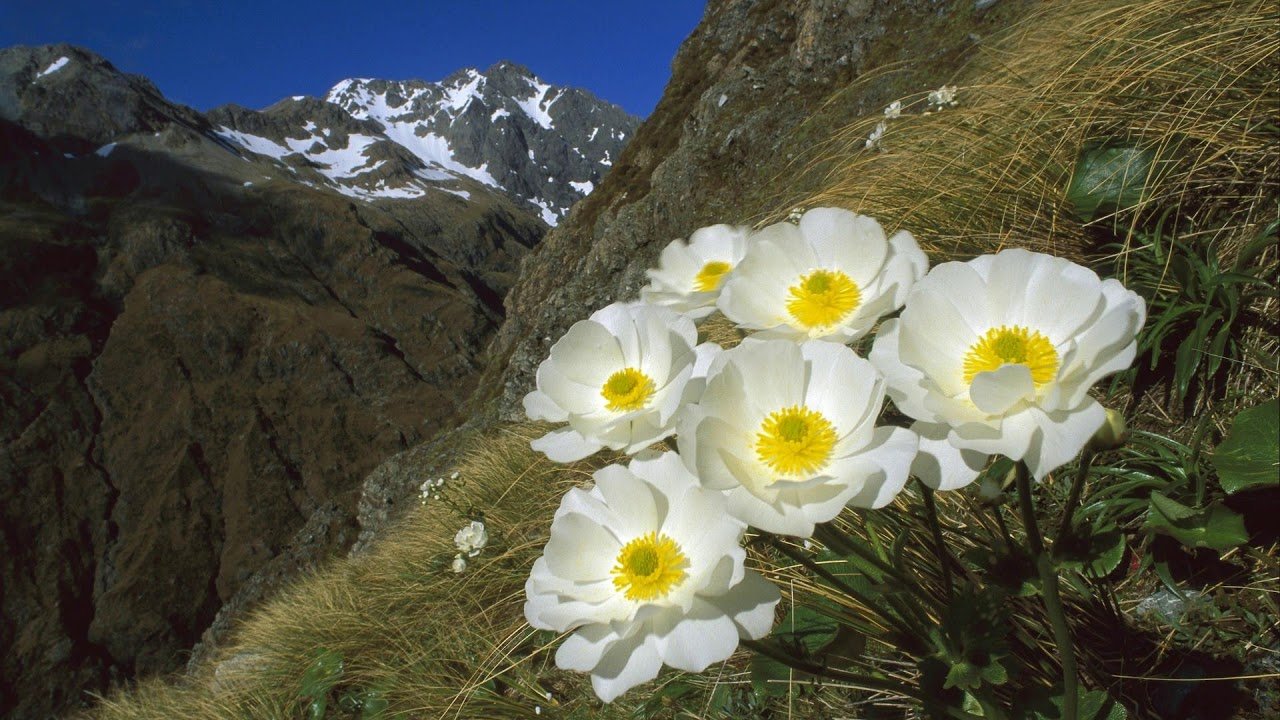 Цветы растущие в горах