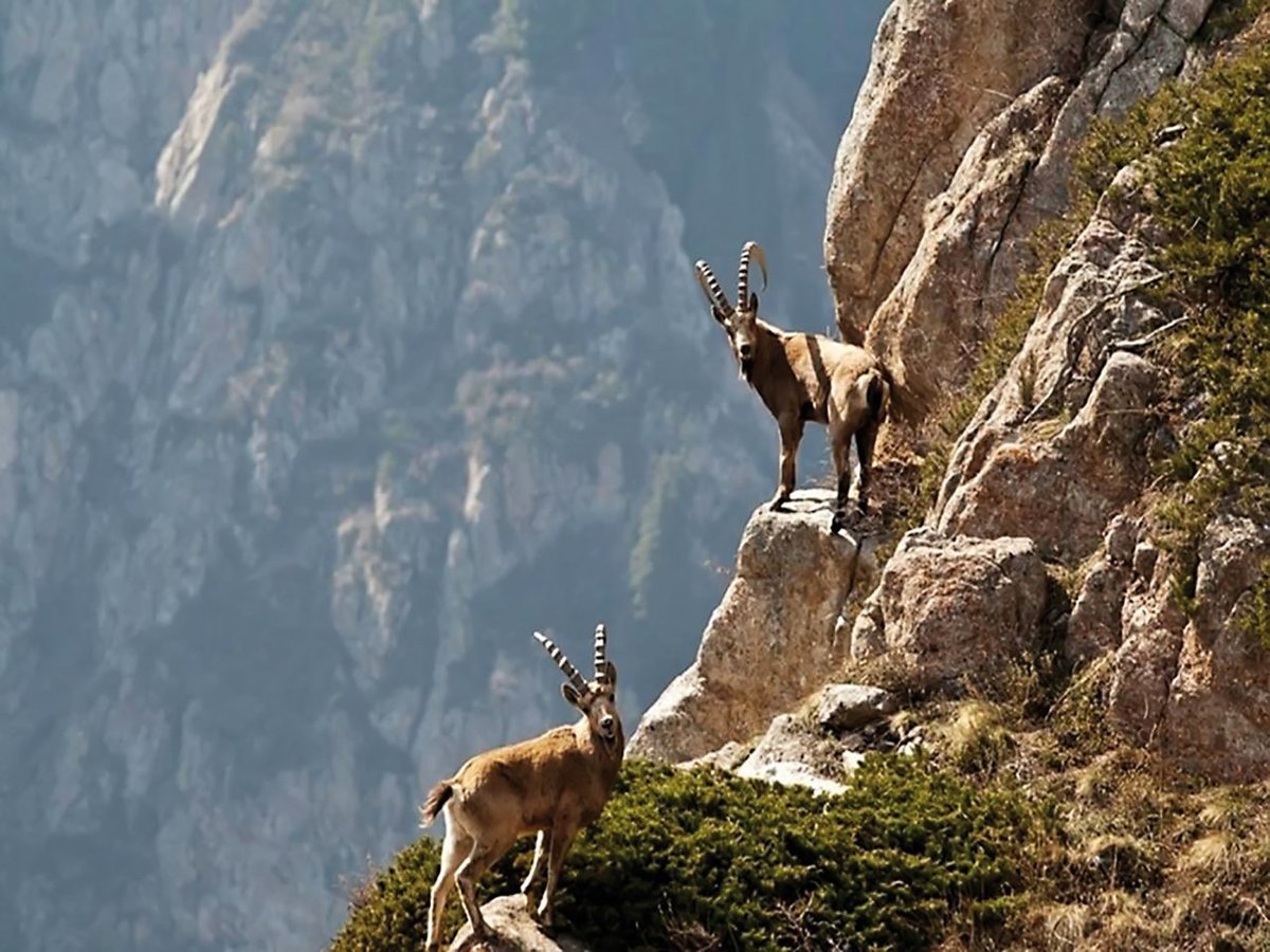 Животные в горах