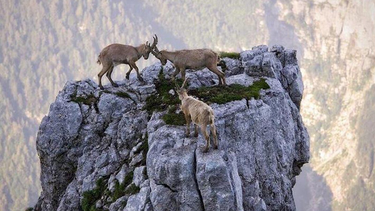 Животные в горах