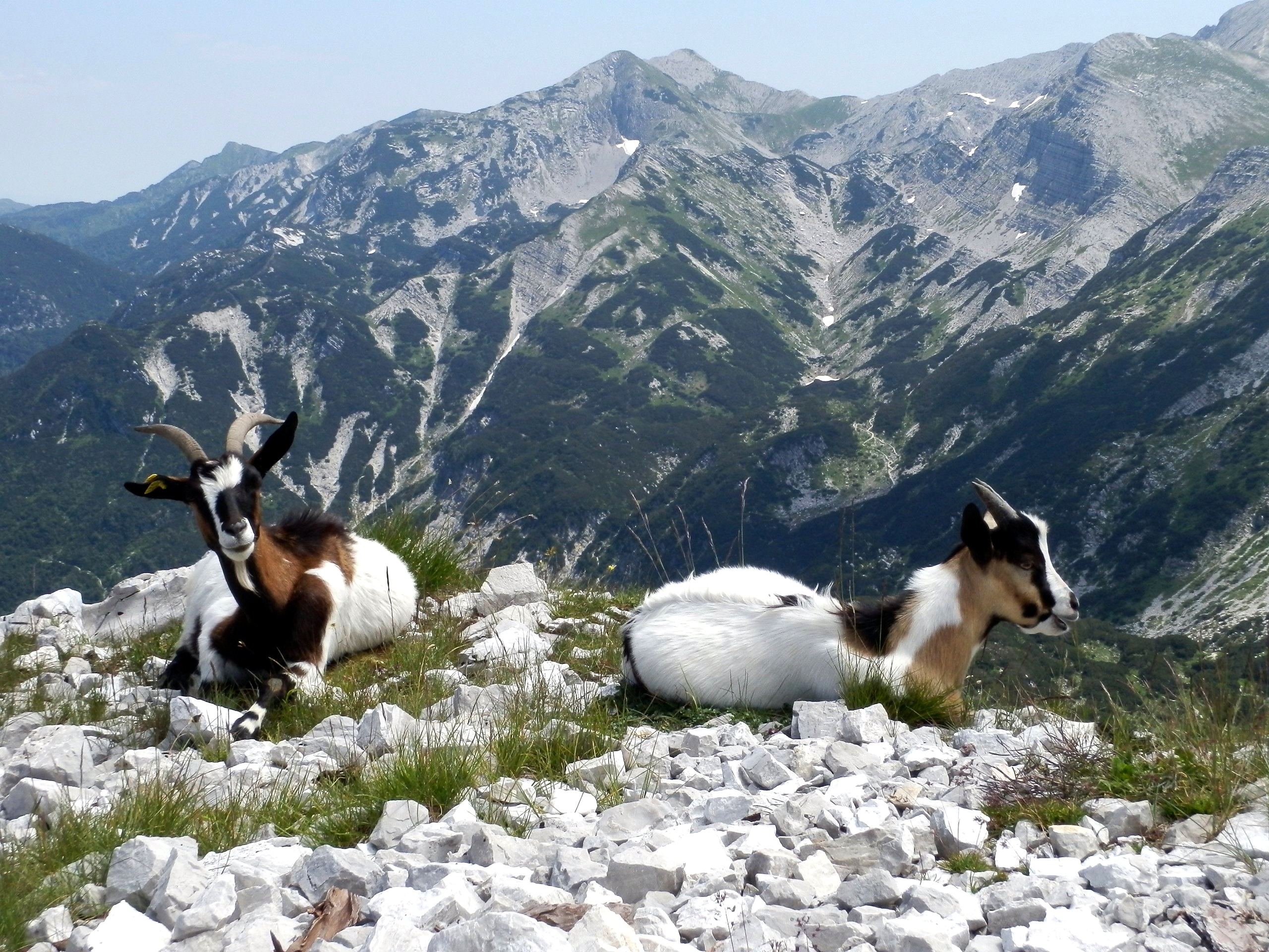 Дикие козы рассыпавшись по откосу. Высокогорная Альпийская коза. Альпийская Серна. Альпийские козы Серна. Серна Горная коза.