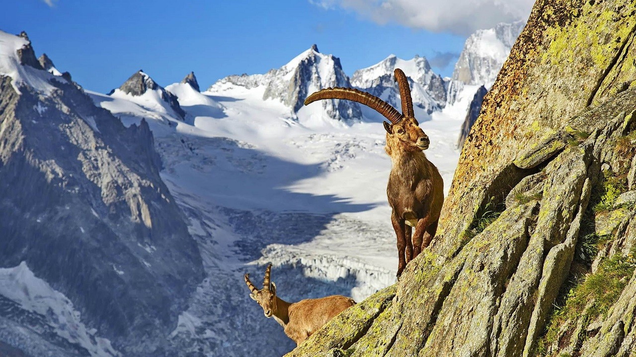 Италия Альпийский горный козел