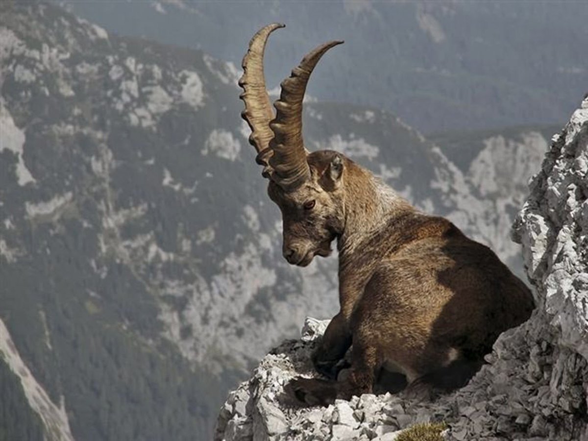 Алтайский горный козел