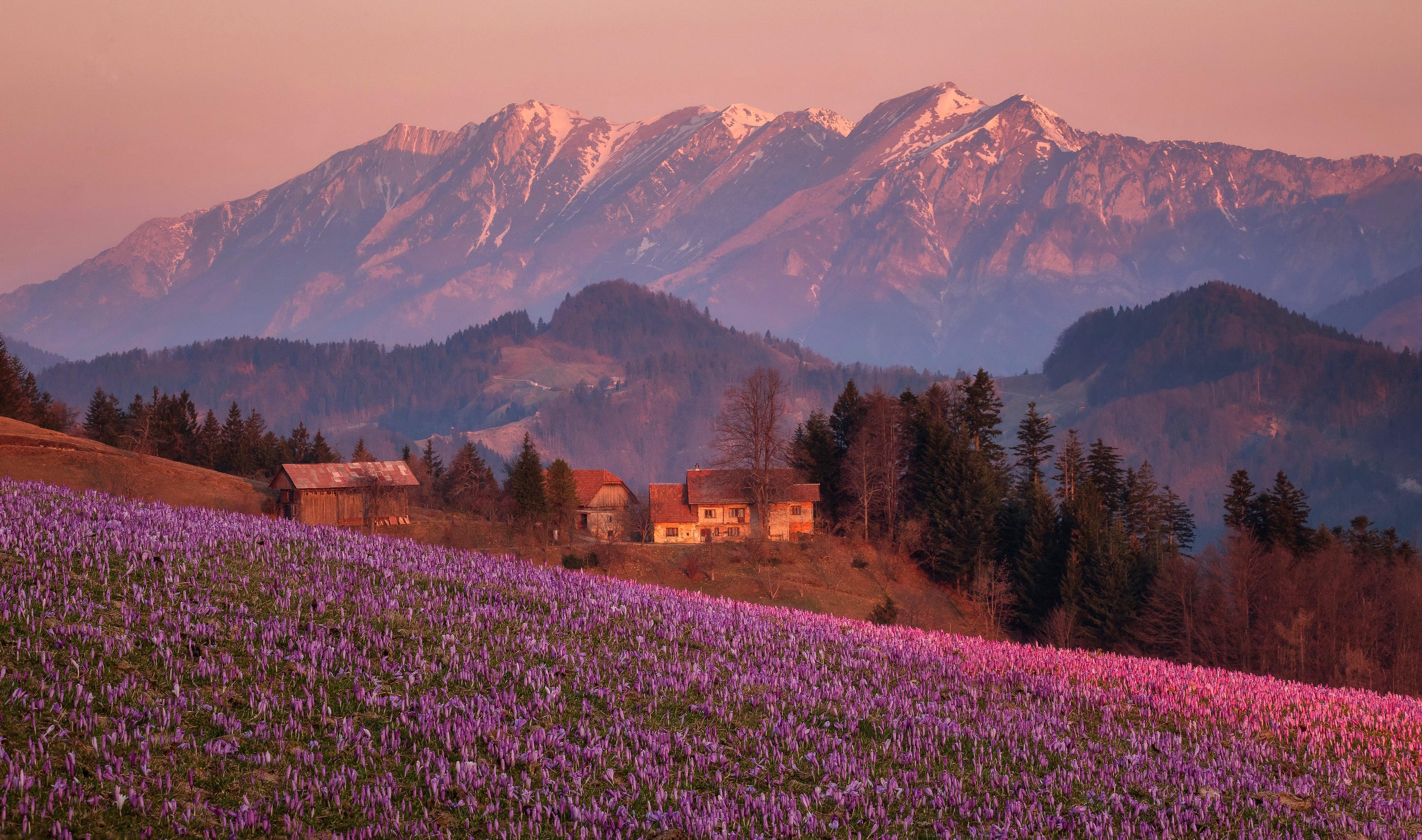 Альпийские Луга Франции+цветы+горы