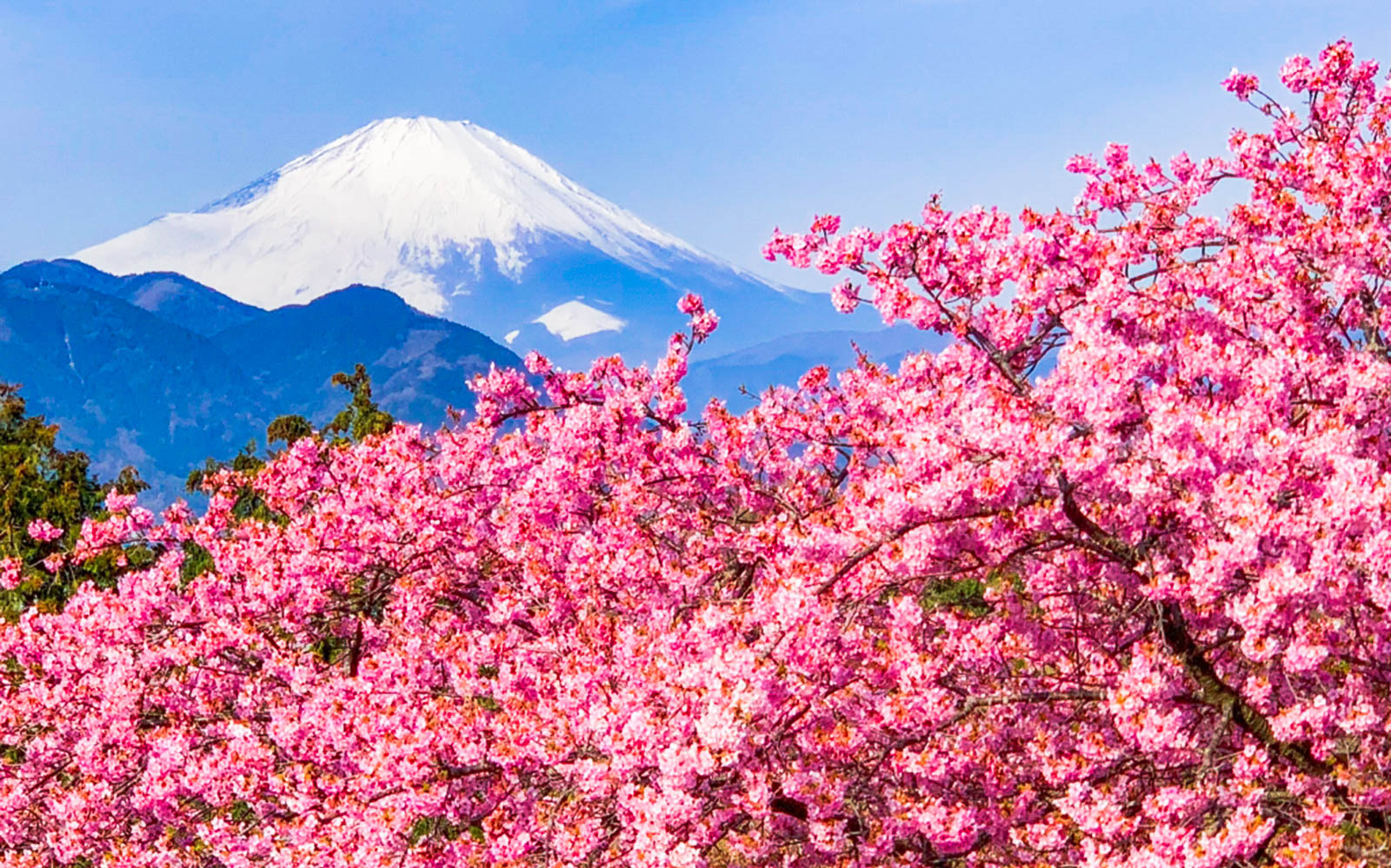 Розовые деревья в горах. Япония Сакура и Фудзияма. Японская Сакура,гора Фудзияма. Токио гора Фудзияма Сакура. Япония Фудзияма Сакура храм.
