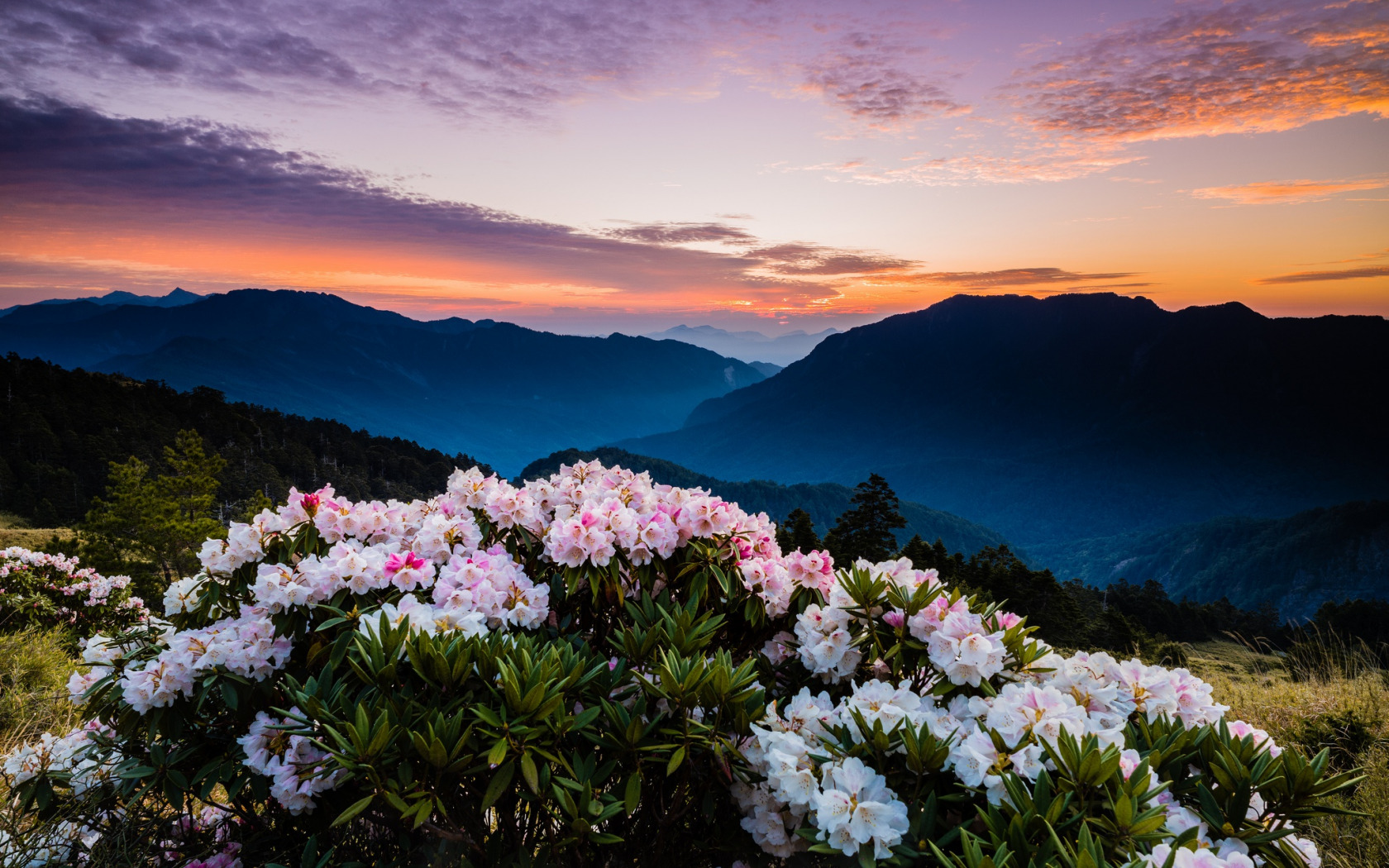 Цветы горы Кармель