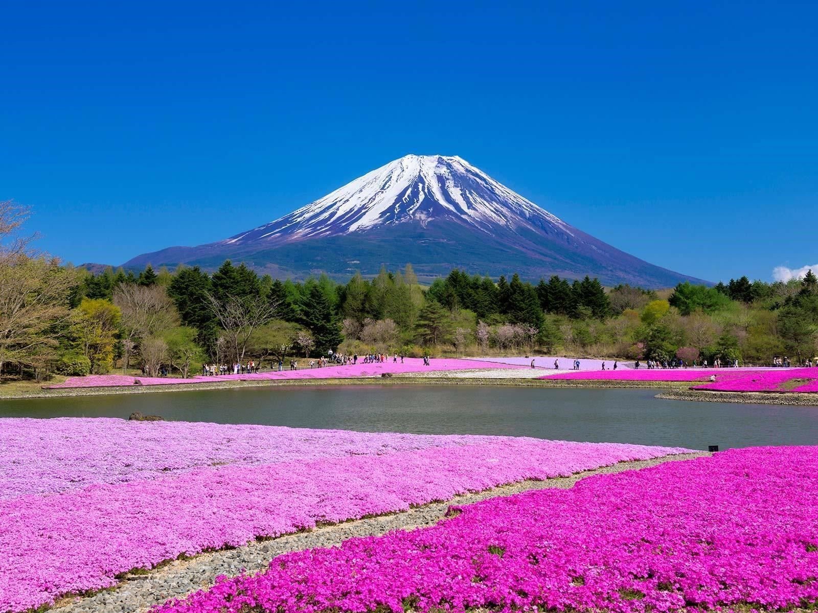 Гора Фудзияма цветение Сакуры