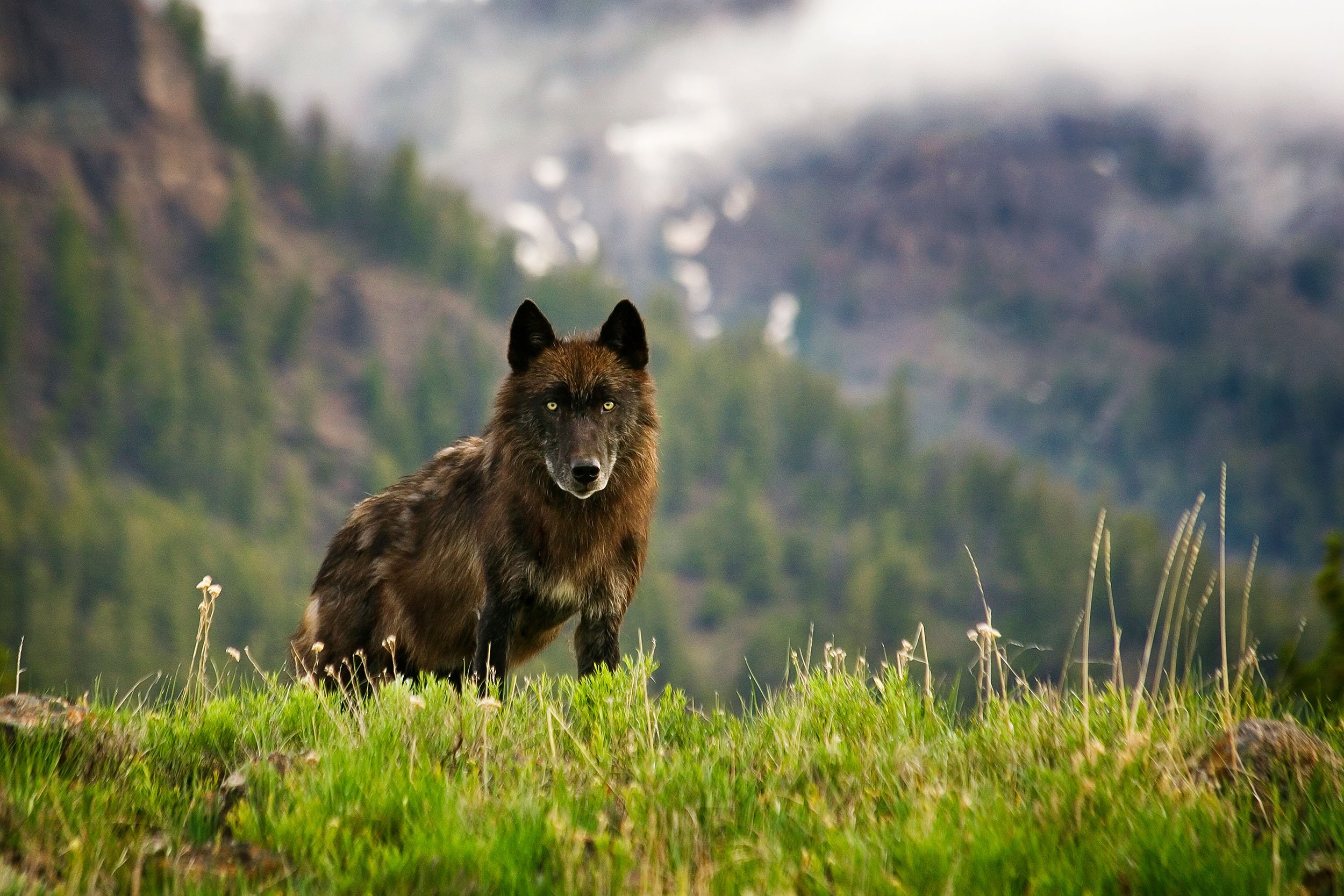R wolf. Черный волк Йеллоустоун. Национальный парк Йеллоустоун волки. Волки в заповеднике Йеллоустоун. Йеллоустонский парк животные волки.