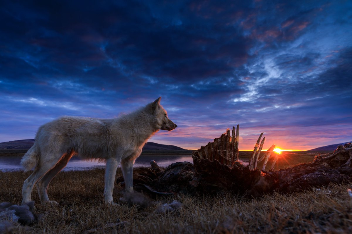 Волк на скале (75 фото) .