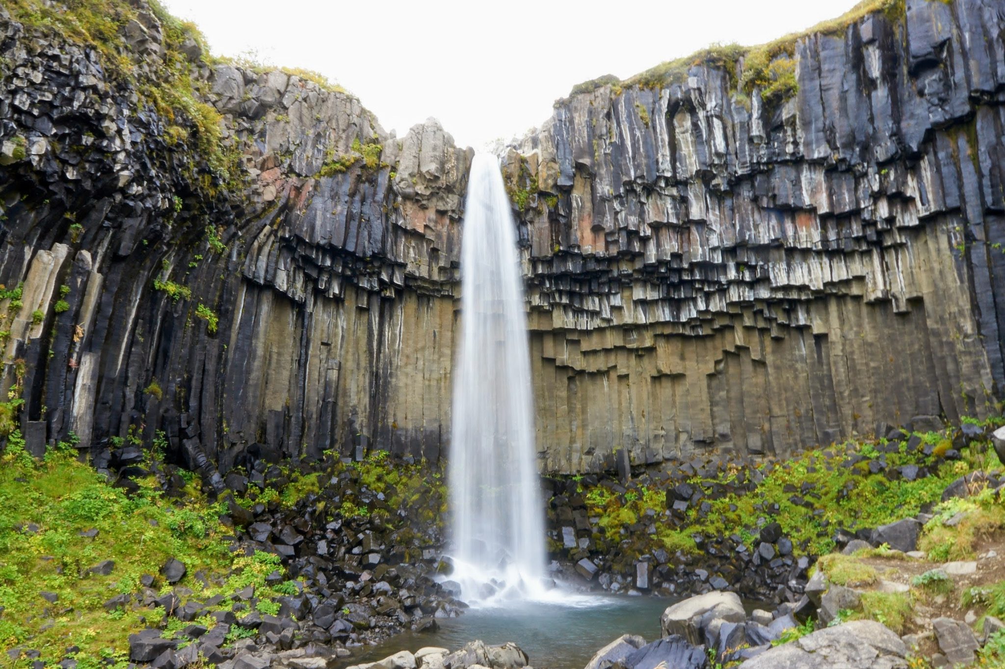 Кремневые дерево Исландия