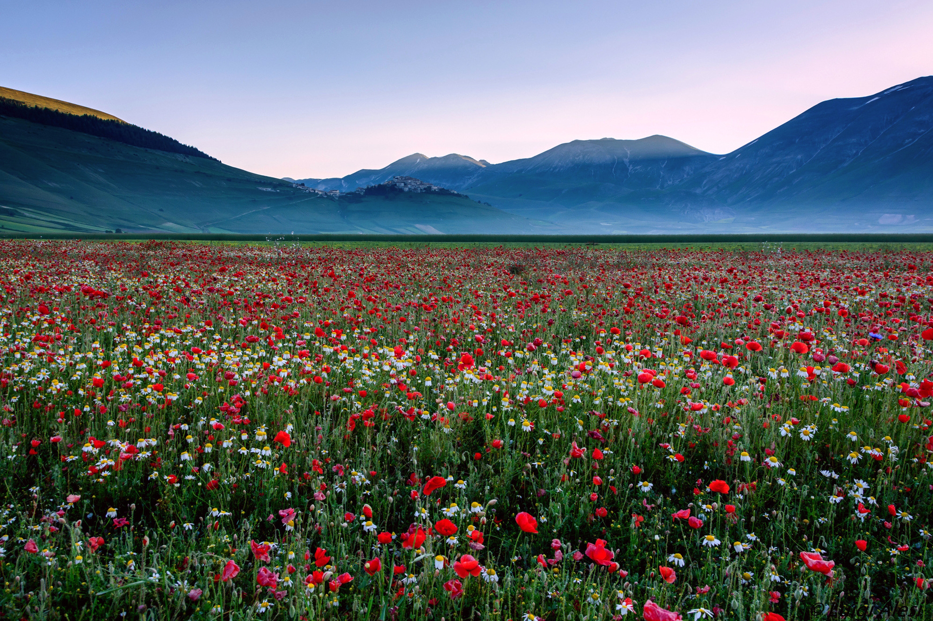 Полевые Цветы Казахстана