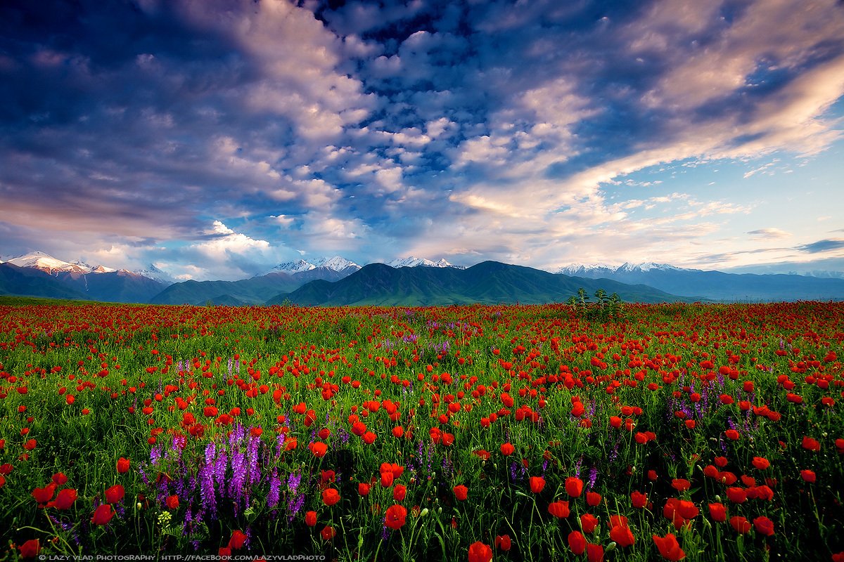 Казахстан весной фото