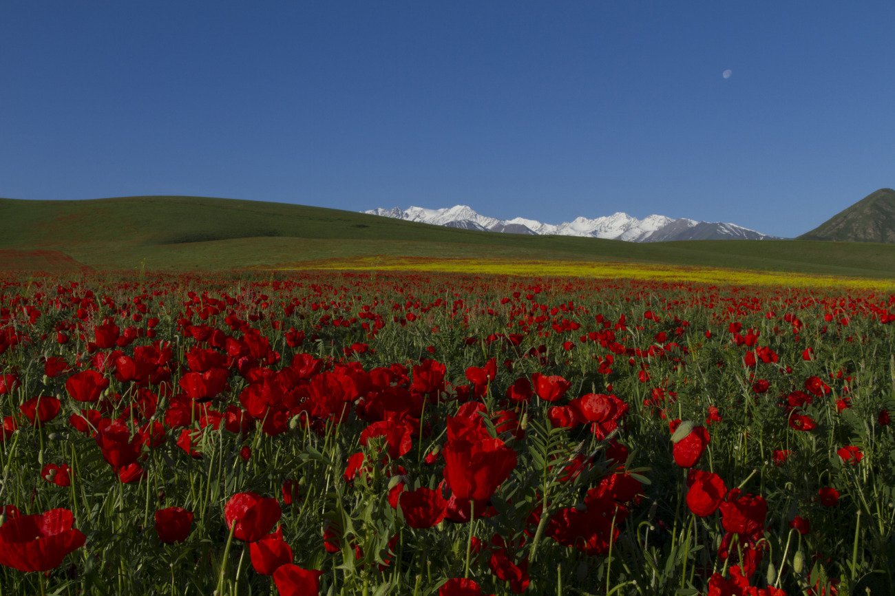Алые иссык куля. Тянь Шань Киргизия маки. Киргизия Чуйская Долина. Маковые поля в Киргизии Чуйская Долина. Маки Иссык куля.