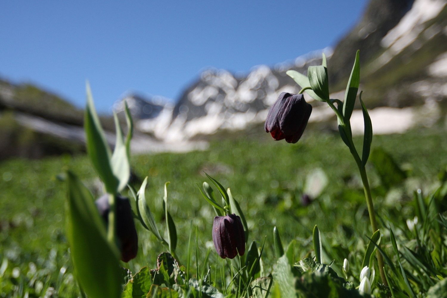 Черные тюльпаны Абхазия Альпийские Луга
