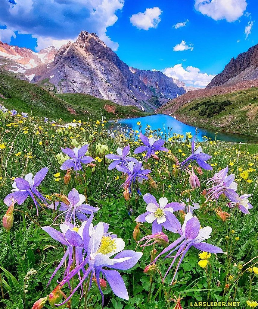 Горы река цветы фото