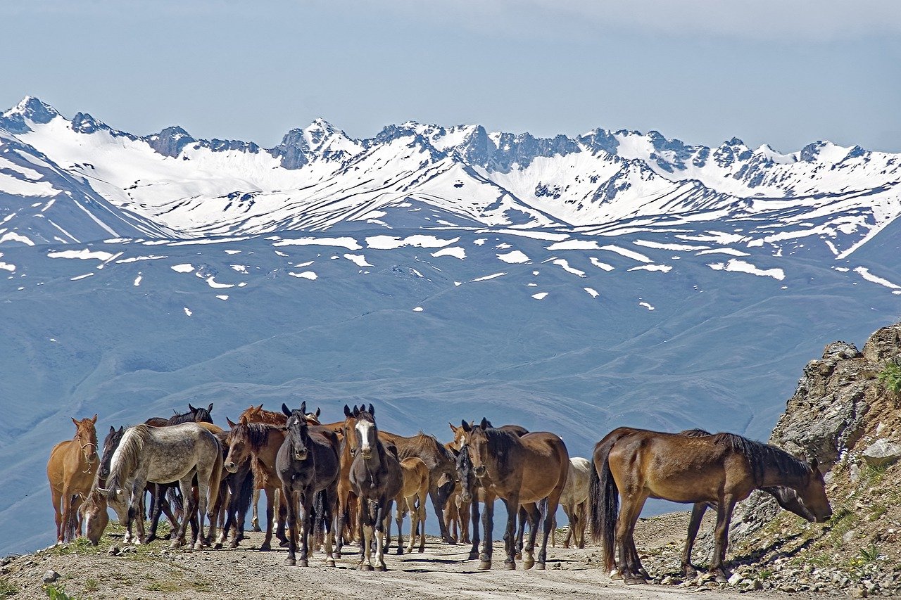 Жайло Киргизия лошади