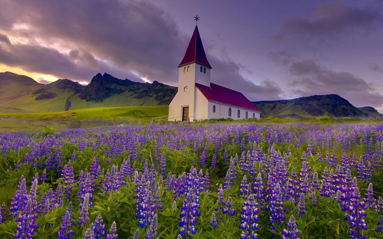 Исландия поля люпинов