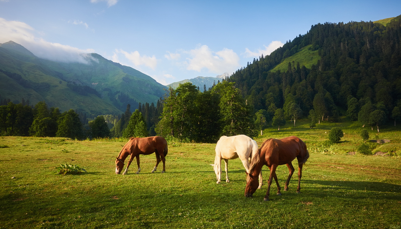 Лошадь в горах кавказа