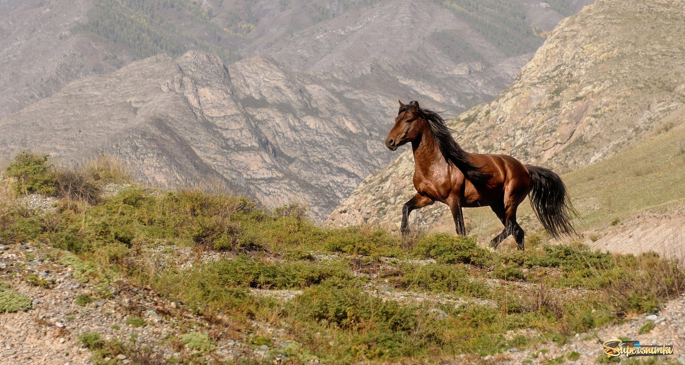 Горный Алтай кони