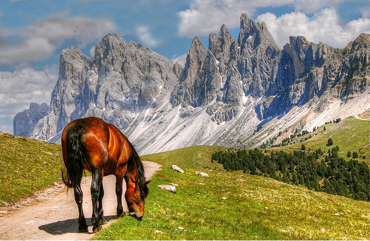 Горный пейзаж с лошадьми
