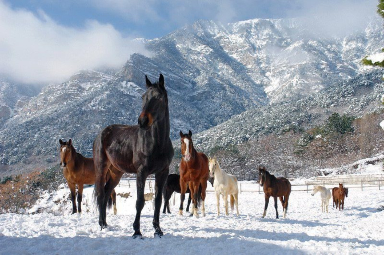 Конные прогулки Домбай зимой