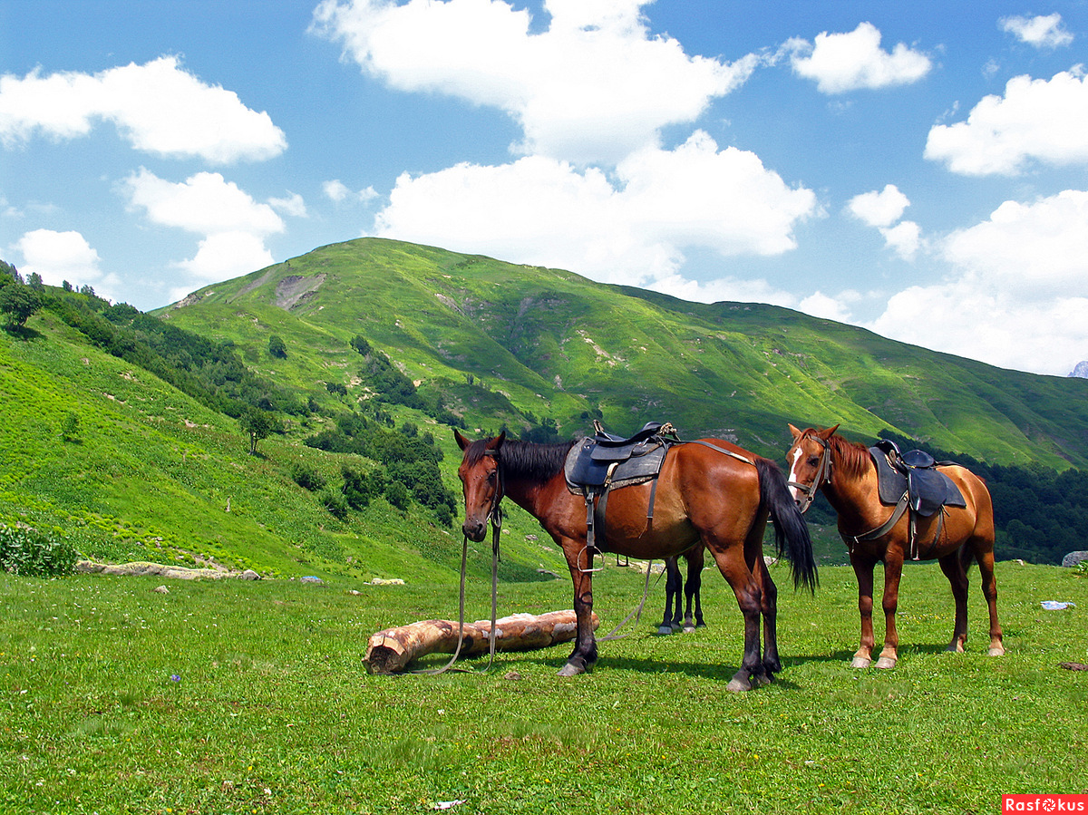 Северная Осетия Алания лошади
