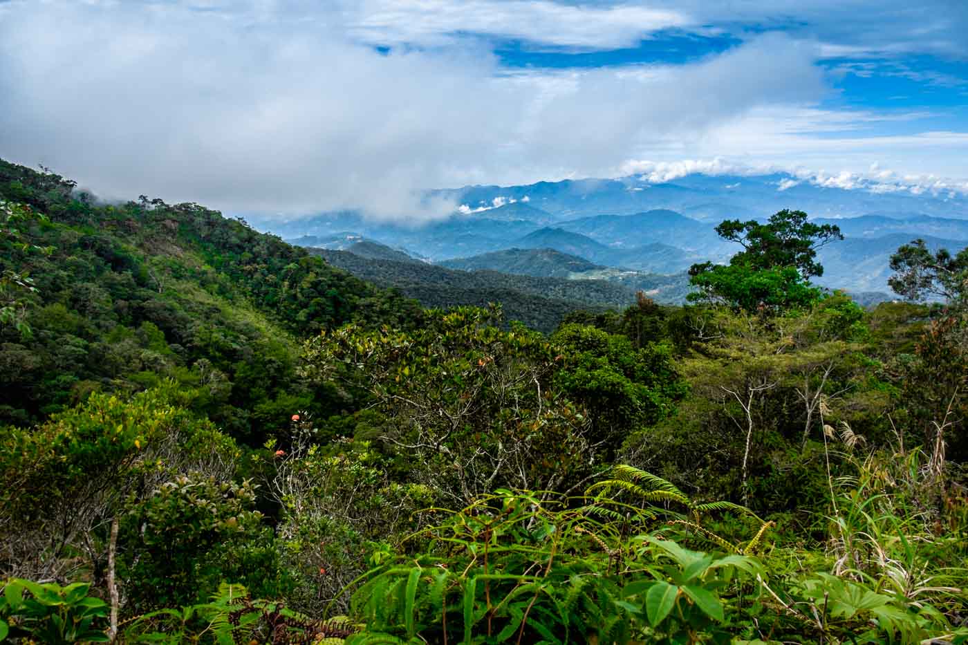Остров Борнео тропические леса