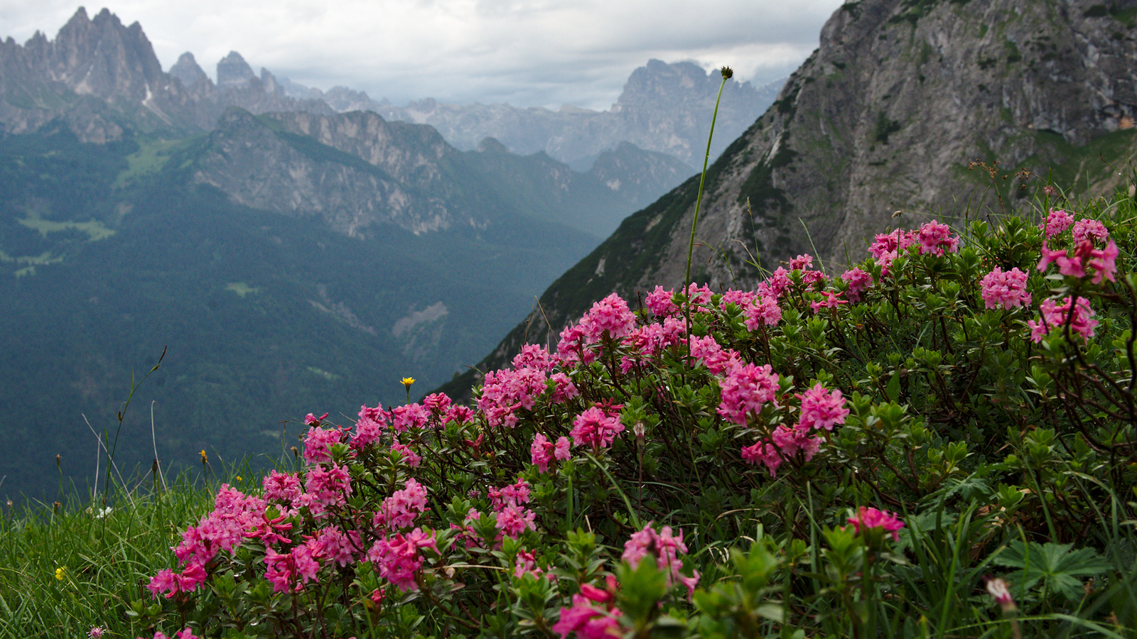 цветы в горах сочи