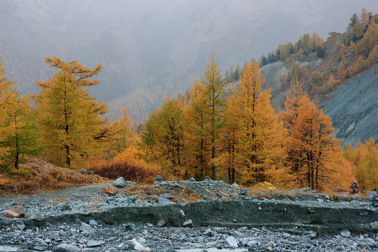 Алтай осень Тайга