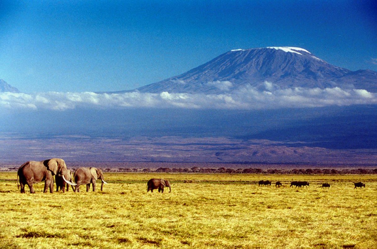Саванна Африка Килиманджаро