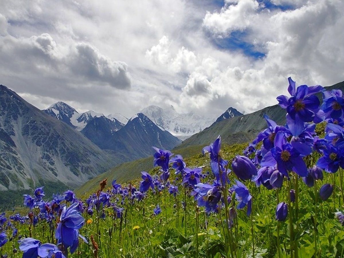Цветы Казахстана