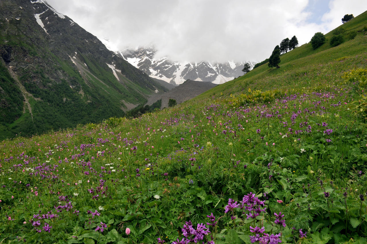 На какой высоте расположен субальпийский пояс кавказ. Альпийские Луга Лагонаки. Субальпийские и Альпийские Луга Кавказа. Альпийские Луга Приэльбрусья. Субальпийские Луга на Западном Кавказе.