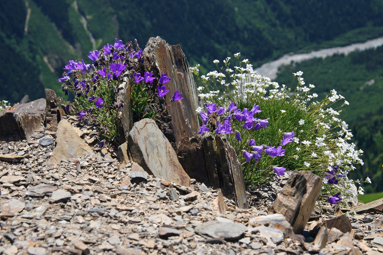 Архыз цветы в горах
