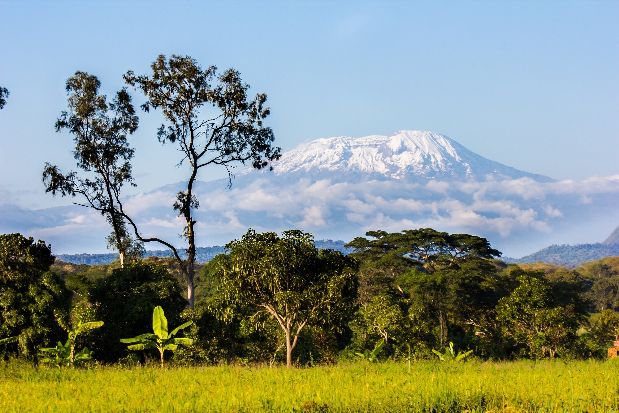 Национальный парк Килиманджаро растительность