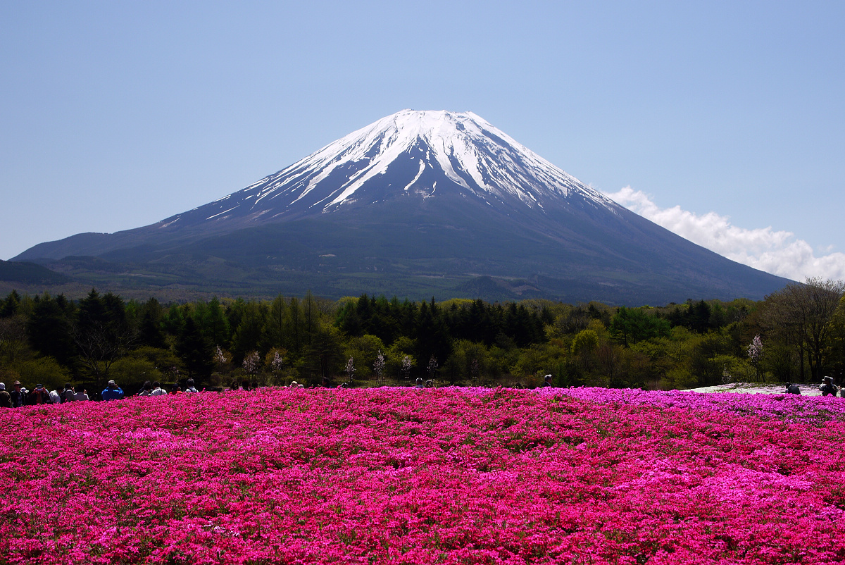 Япония Фудзияма поля цветов