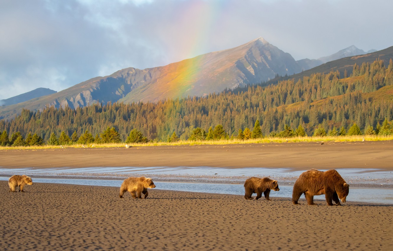 Пейзаж Аляска с медведями