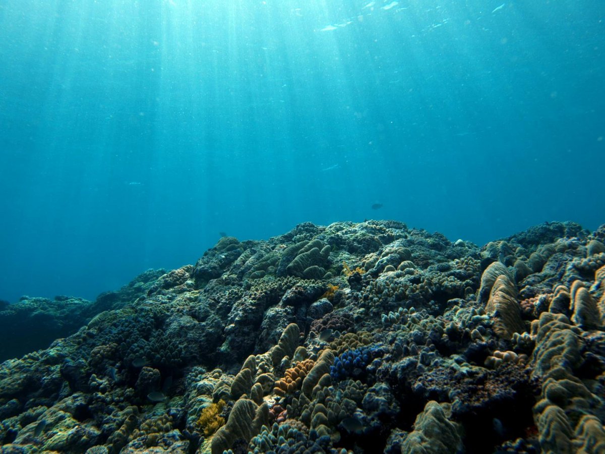 Мировой океан и кислород