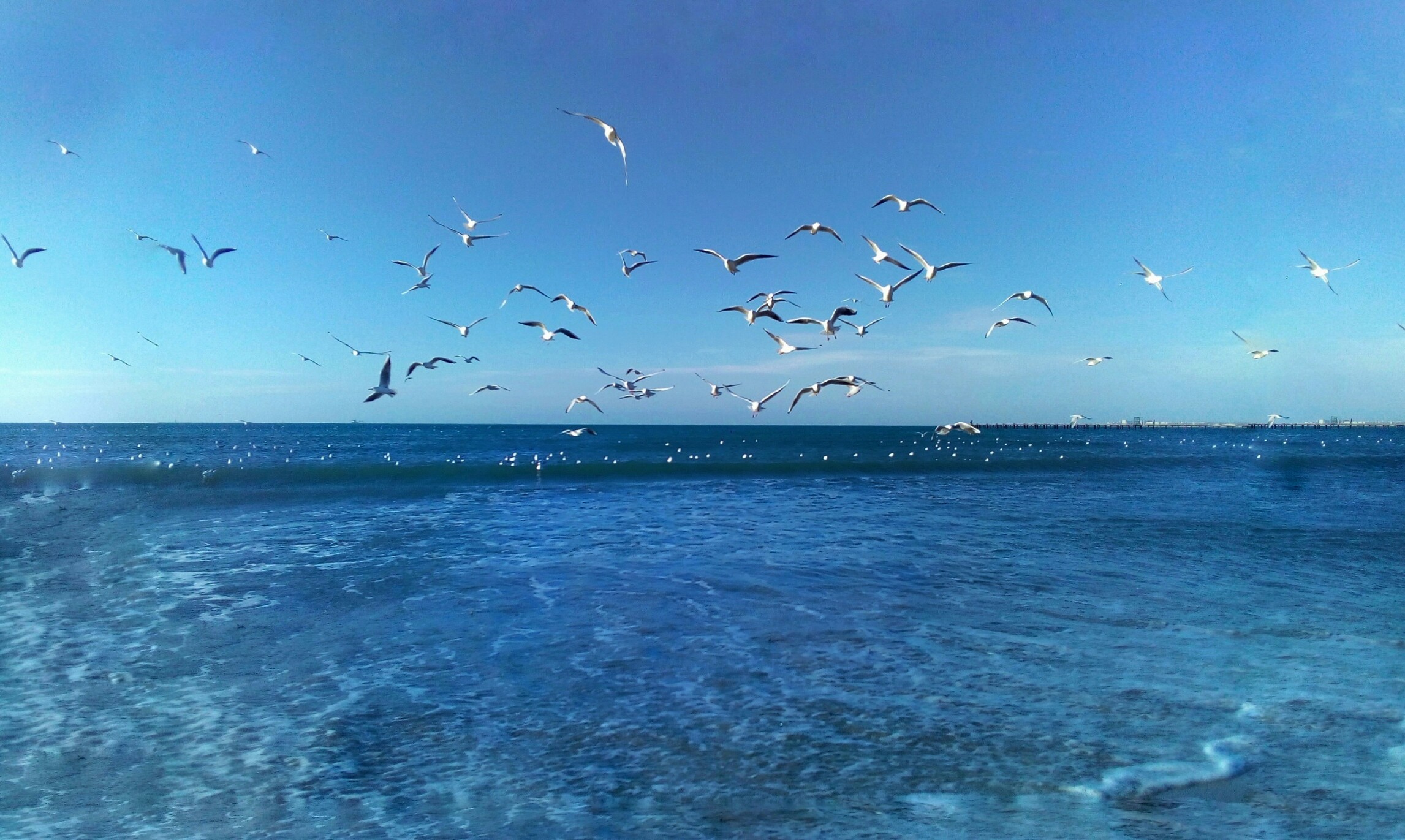 Чайки в небе над морем