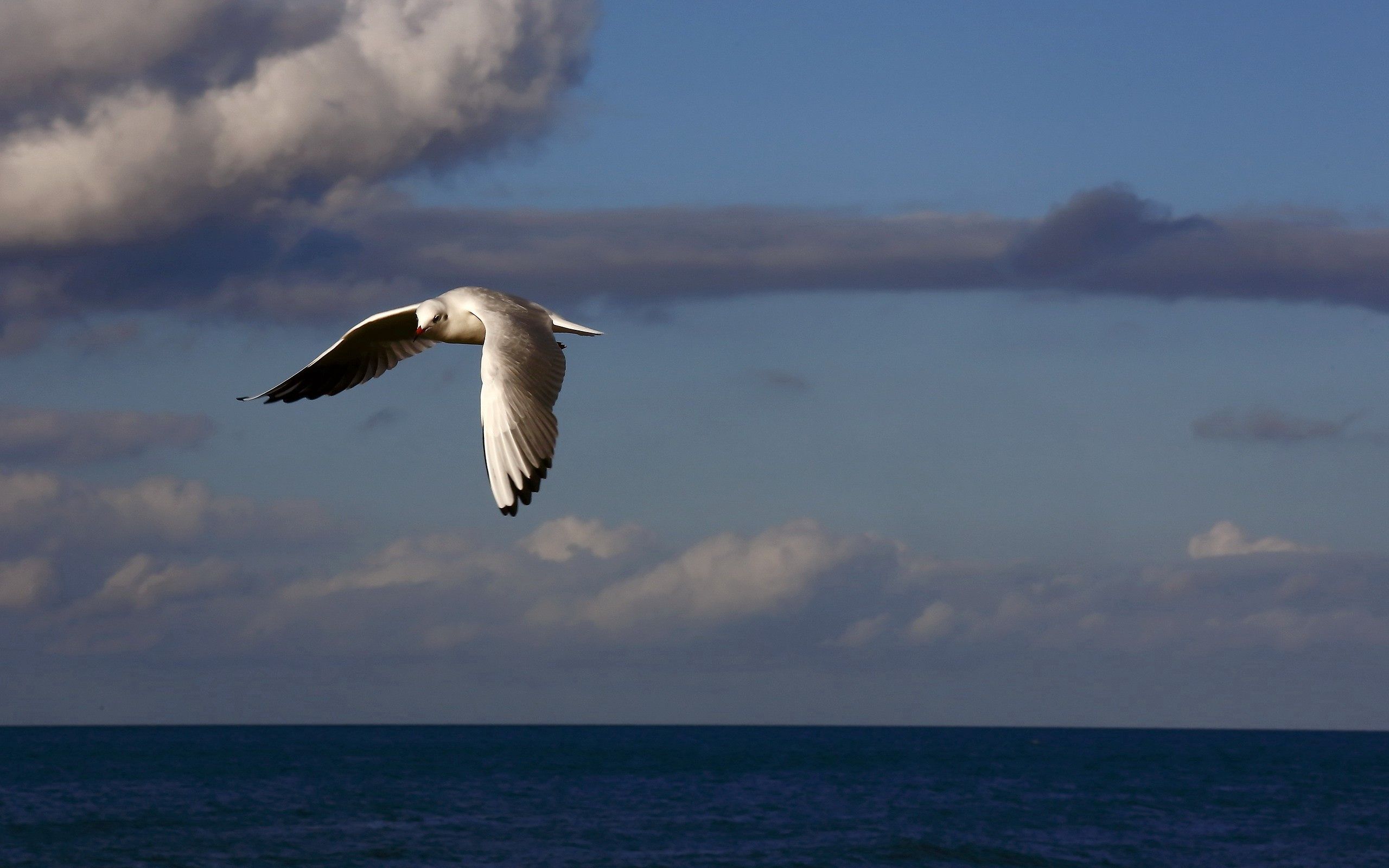 Чайка над морем летит