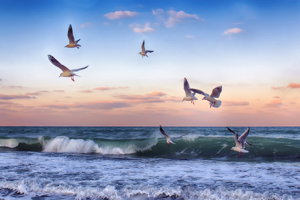 Море с птицами
