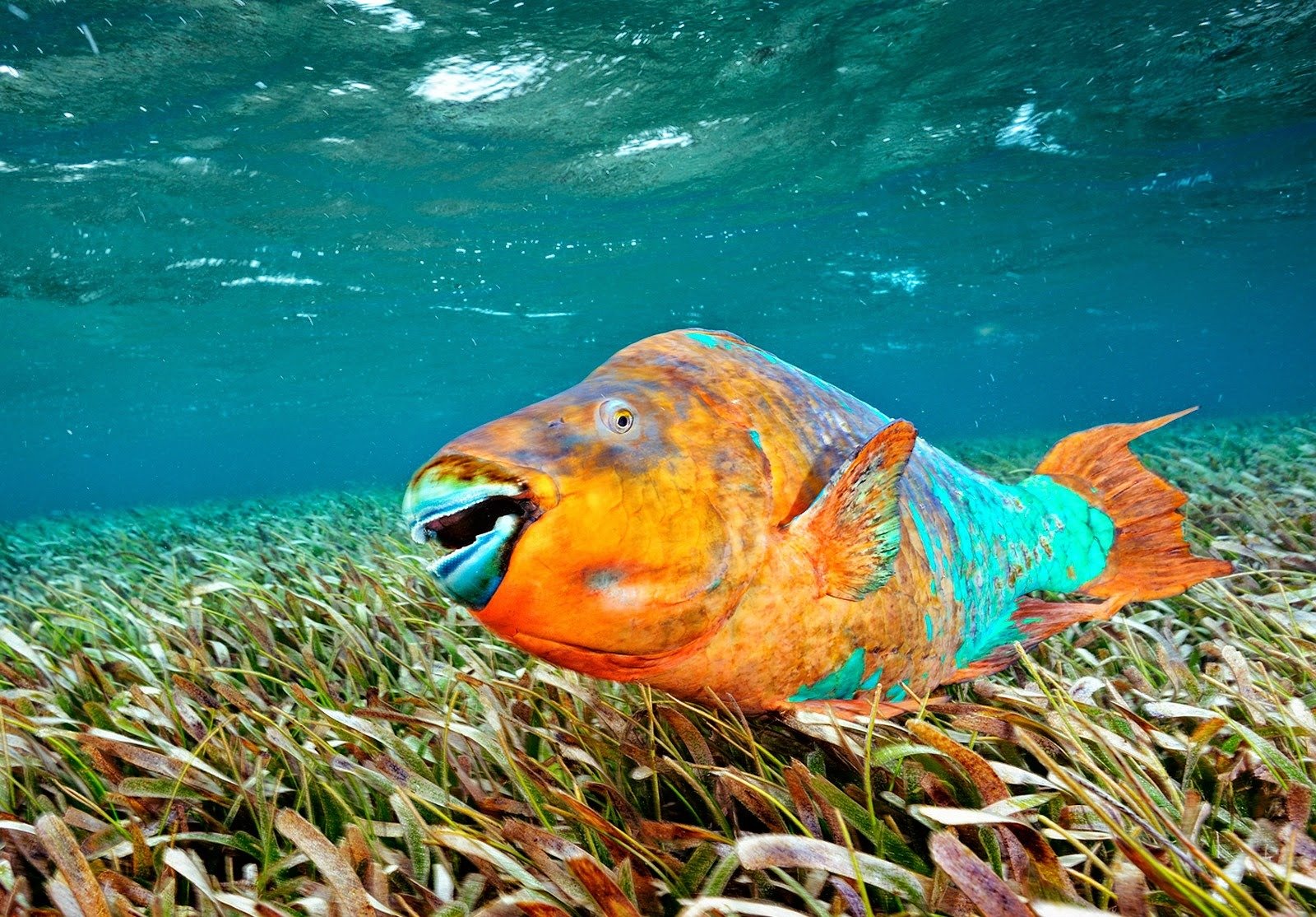 Необычные рыбы мира фото с названиями