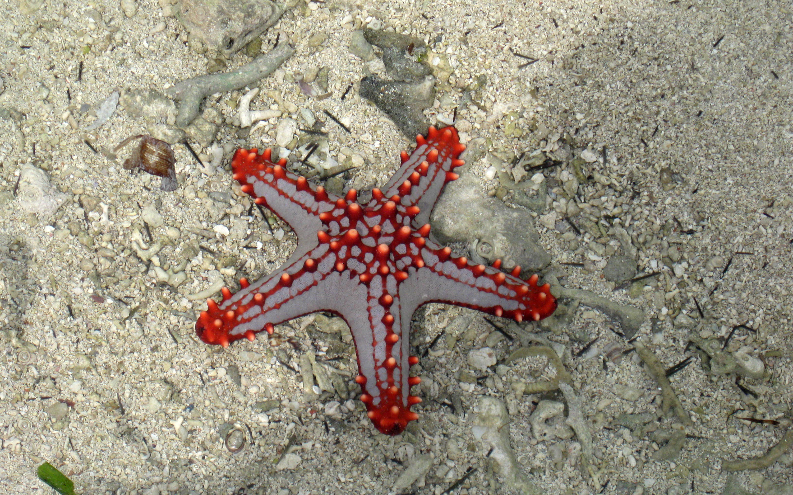 Морская звезда 6. ПАКСИЛЛОНОСНЫЕ морские звёзды. Морская звезда в океане. Королевская морская звезда. Необычные морские звезды.