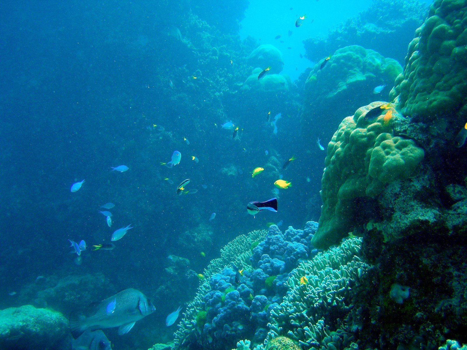 Картинка на дне моря. Море глубина. Море под водой. Подводный пейзаж. Морские глубины.